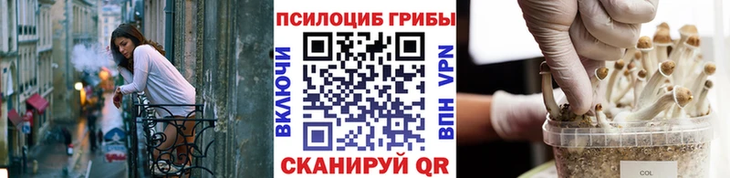 купить наркоту  Хасавюрт  Галлюциногенные грибы Psilocybine cubensis 